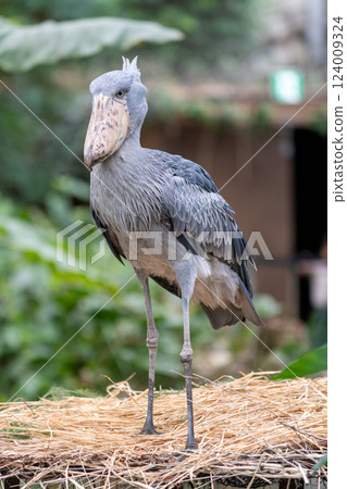 Standing Shoebill 124009324