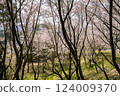 Somei-Yoshino cherry blossom petals fluttering through the trees 124009370