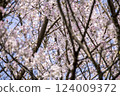 Pink petals of Somei-Yoshino cherry blossoms dance in the blue sky 124009372