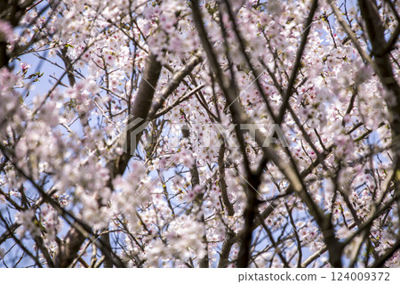 Pink petals of Somei-Yoshino cherry blossoms dance in the blue sky 124009372