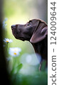 Chocolate lab puppy enjoying a peaceful moment surrounded by blooming wildflowers in a vibrant spring setting 124009644