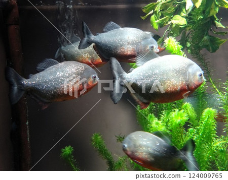 食人魚 食人魚 124009765