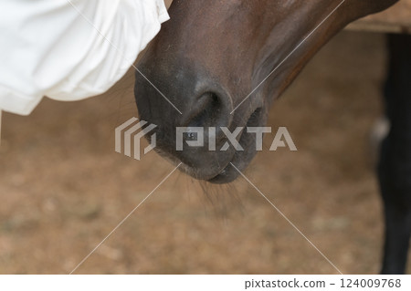 horse, animal, animals 124009768