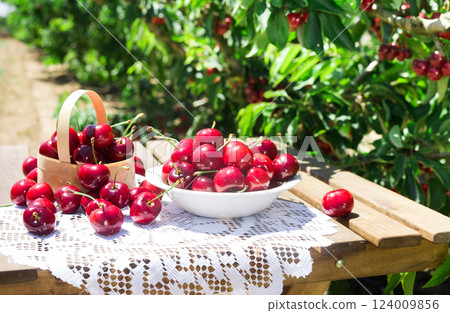 White bowl filled with ripe cherries on the table 124009856
