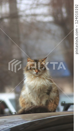Calmness in the eyes of a cat sitting on the roof of a car 124010192