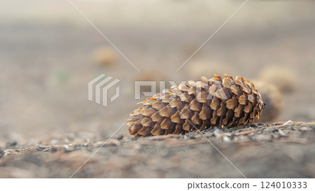 lying pine cone on coniferous ground in spring, autumn forest and blurred natural background 124010333