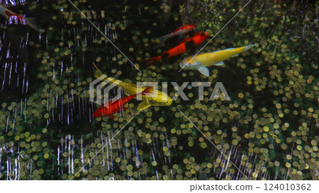 Yellow and red carp in a pool with shimmering coins at the bottom 124010362