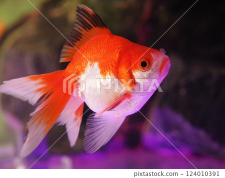 金魚在水族館裡游泳 金魚在水族館裡游泳 124010391