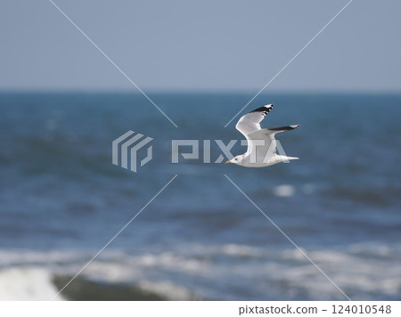 Seagull flying over the coast Seagull flying over the coast 124010548