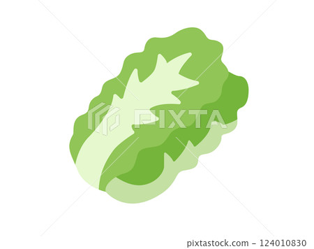 Illustration of Chinese cabbage icon 124010830