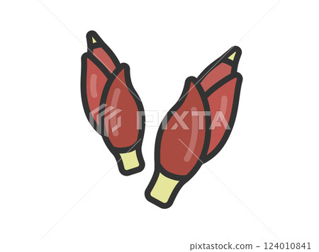 薑圖示插圖（線條描彩色） 124010841