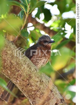 布朗有耳的白頭翁在樹枝上 布朗有耳的白頭翁在樹枝上 124010977