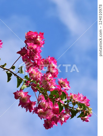 一株鮮豔的粉紅色九重葛在陽光明媚的日子裡閃閃發光 124010978