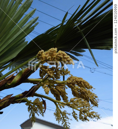 春天來了:棕櫚花 春天來了:棕櫚花 124010999