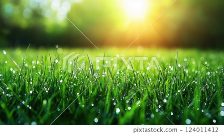 Fresh green grass adorned with dewdrops glistening in morning sunlight 124011412