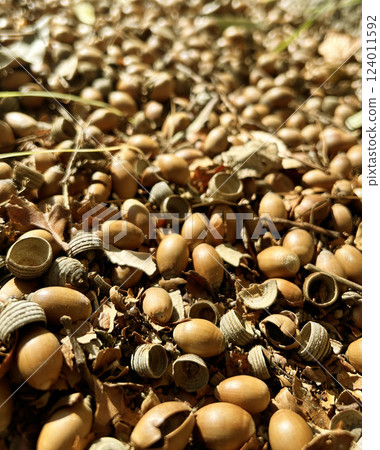 Acorn 124011592