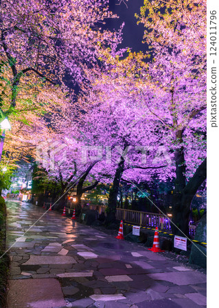 東京音無水上樂園的櫻花燈火通明 東京音無水上樂園的櫻花燈火通明 124011796