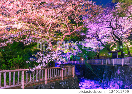 東京音無水上樂園的櫻花燈火通明 124011799