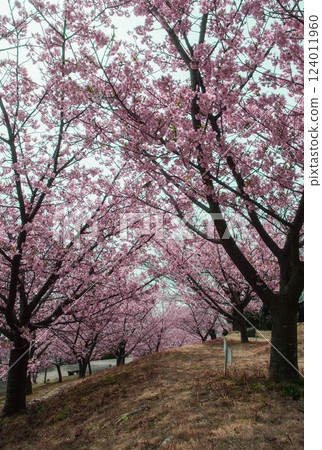 早春的河津櫻花在公園裡盛開 124011960