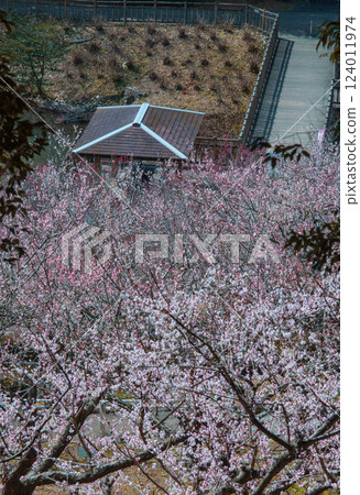 春季公園梅花盛開－豐川市赤塚山公園梅花節 124011974