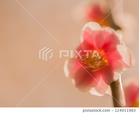 紅梅,豐川市,赤塚山公園,梅花節 紅梅,豐川市,赤塚山公園,梅花節 124011983