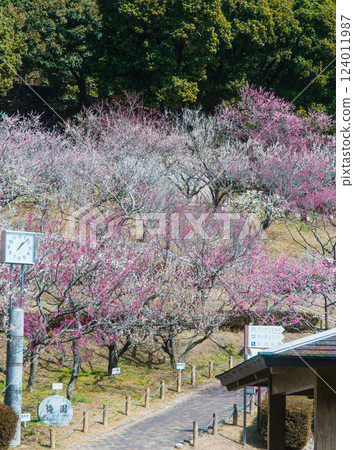 Plum blossoms at Akatsukayama Park in Toyokawa city 124011987