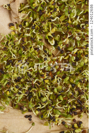 Alfalfa and broccoli sprouts 124012686