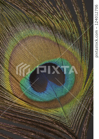 Peacock feather Peacock feather 124012706