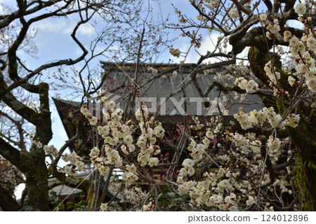 Early spring at Kitano Tenmangu Shrine: White plum blossoms and the tower gate (Kamigyo Ward, Kyoto City) 124012896