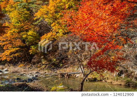 [Yamanashi Prefecture] Shosenkyo Gorge in autumn, with beautiful autumn foliage along the promenade along the Arakawa River 124012900