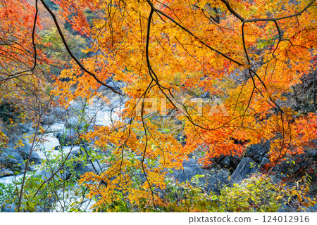 [Yamanashi Prefecture] Shosenkyo Gorge in autumn, with beautiful autumn foliage along the promenade along the Arakawa River 124012916