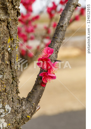 梅花開始綻放 124012935