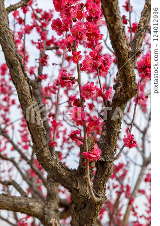 梅花開始綻放 124012936