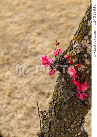 梅花開始綻放 124012938