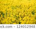 Rapeseed field 124012948
