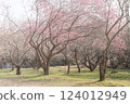 Togyo-an in early spring with red and white plum blossoms 124012949