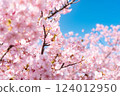 Kawazu cherry tree in full bloom shining in the blue sky 124012950