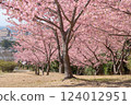 A park with Kawazu cherry trees in full bloom 124012951
