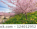 Scenery with Kawazu cherry blossoms and daffodils 124012952