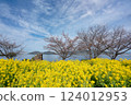 Rape flower field and blue sky 124012953