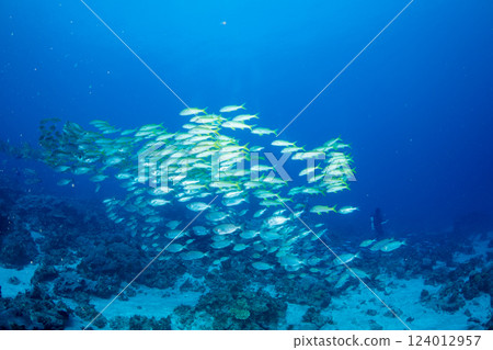 School of sawfish, Ogasawara, Tokyo 124012957