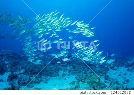 東京小笠原的鋸鰩群 東京小笠原的鋸鰩群 124012958