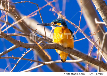 A kingfisher perched on a branch at the waterside of the landscaped pond (boat pond) at Kawagoe Aquatic Park in Ikebe, Kawagoe City, Saitama Prefecture 124012983