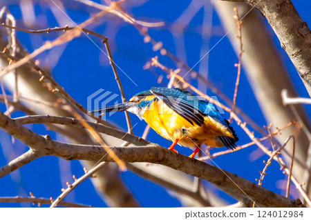 A kingfisher perched on a branch at the waterside of the landscaped pond (boat pond) at Kawagoe Aquatic Park in Ikebe, Kawagoe City, Saitama Prefecture 124012984