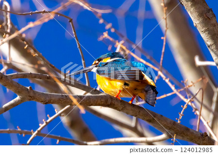 A kingfisher perched on a branch at the waterside of the landscaped pond (boat pond) at Kawagoe Aquatic Park in Ikebe, Kawagoe City, Saitama Prefecture 124012985