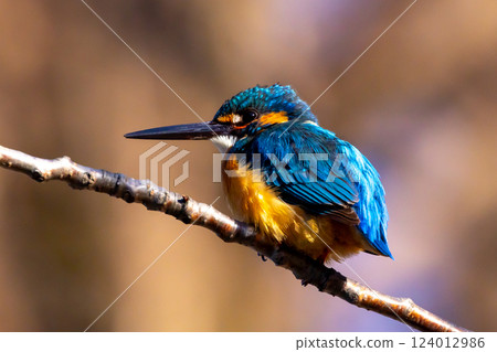 一隻翠鳥棲息在埼玉縣川越市池部川越水上公園的景觀池塘(船池)水邊的樹枝上 一隻翠鳥棲息在埼玉縣川越市池部川越水上公園的景觀池塘(船池)水邊的樹枝上 124012986