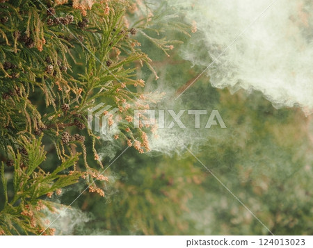 Scattering cedar pollen 124013023