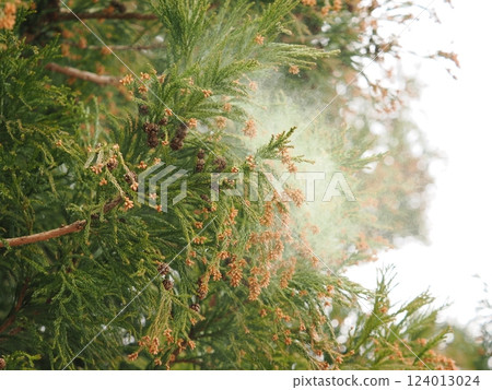 Scattering cedar pollen 124013024