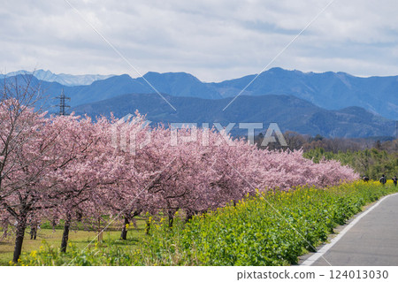 Kitaasaba Sakura Tsutsumi Park: Rows of cherry blossom trees with the mountains in the background / Sakado City, Saitama Prefecture Kitaasaba Sakura Tsutsumi Park: Rows of cherry blossom trees with the mountains in the background / Sakado City, Saitama Prefecture 124013030