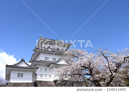 Odawara Castle Cherry Blossoms 124013405